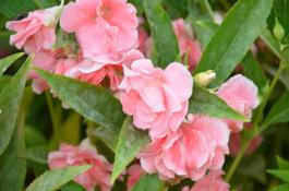 凤仙花能治疗灰指甲吗？