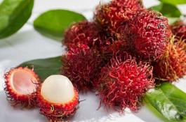 长筒石蒜的繁殖