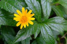 试管扦插快繁技术在脱毒马铃薯中的应用