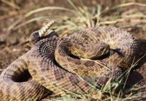 特早熟枣树鲜食新品种---八月脆