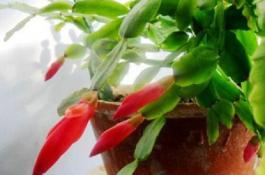 蟹爪兰叶子变薄怎么办