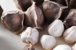 大蒜蝇蛆用48%乐斯本防治