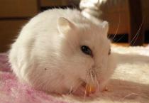 质脆、矮化、丰产枣树优良品种---入口酥枣