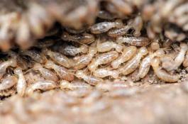 荸荠的贮藏加工技术