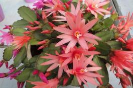 产品贮运：茭白保鲜的技术要点