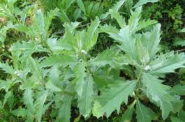 荸荠栽培技术―病虫防治、采收贮藏