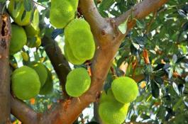 荸荠主要有哪些品种？