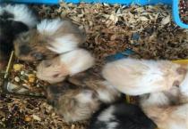 夏秋茬西瓜的整枝、留果及肥水管理要点