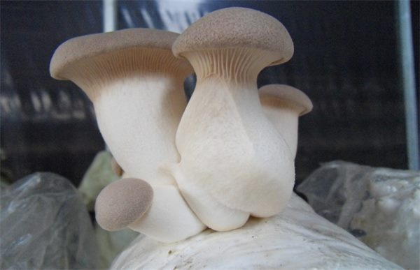 杏鲍菇出菇期管理要点