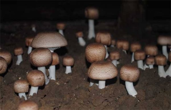 姬松茸该怎么种植