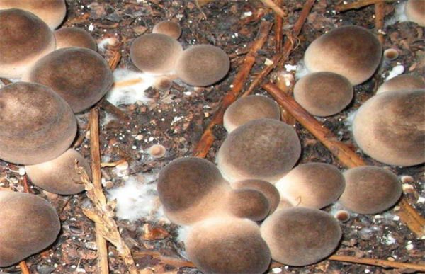 草菇种植注意事项