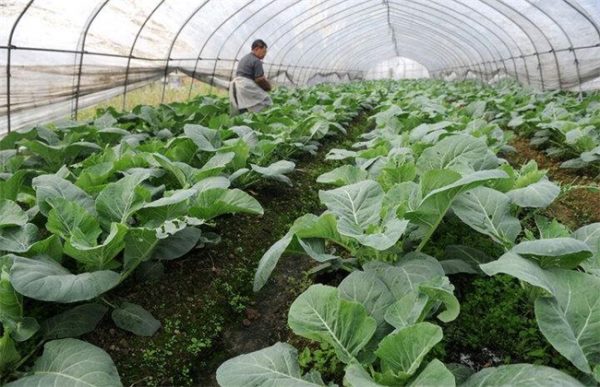 大棚蔬菜施肥误区