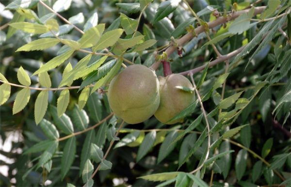 文冠果的常见病及防治