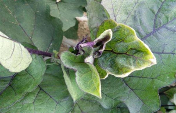 茄子卷叶怎么回事