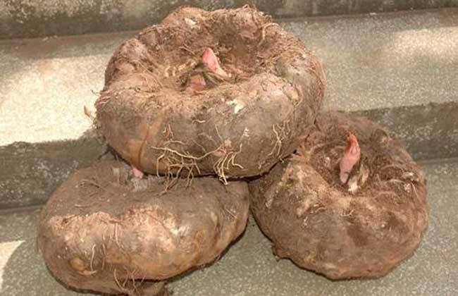 魔芋种子育苗技术