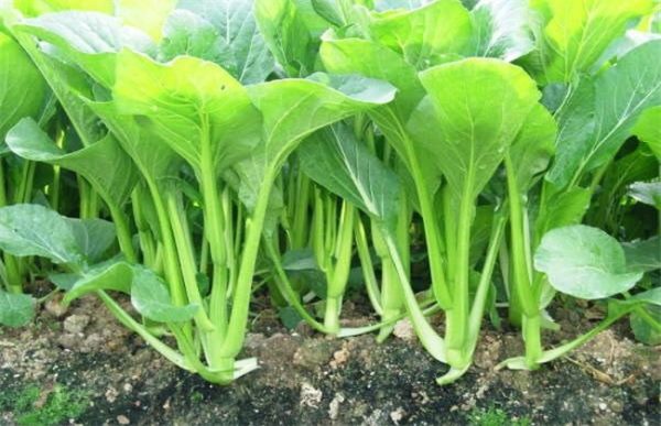 菜心种植注意事项
