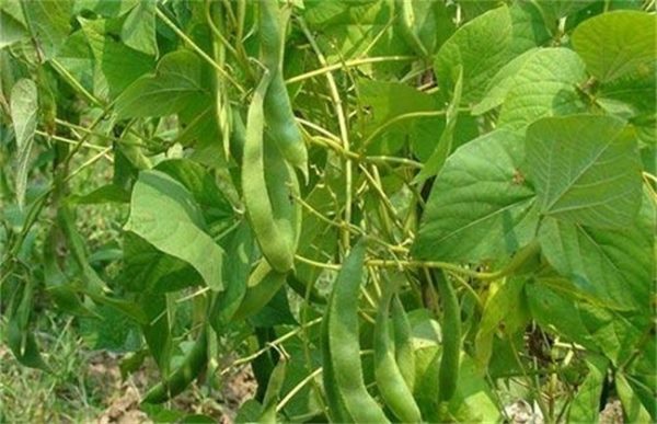 早春扁豆种植技术