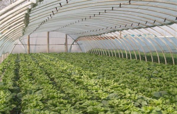 大棚蔬菜施肥误区