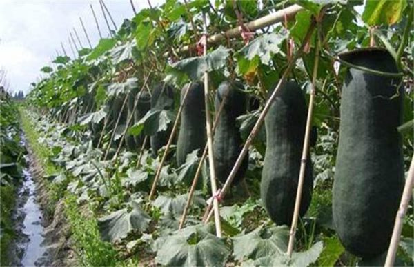 冬瓜生长条件