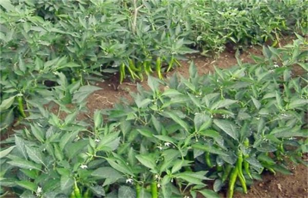 蔬菜蹲苗注意事项