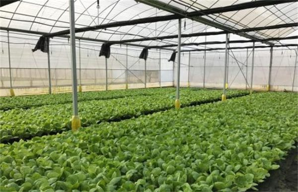 大棚蔬菜施肥误区