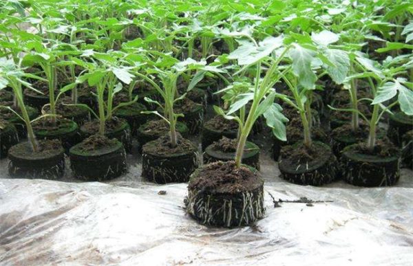 西红柿为什么不适宜多次分苗