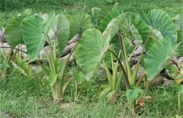 芋头怎么种高产