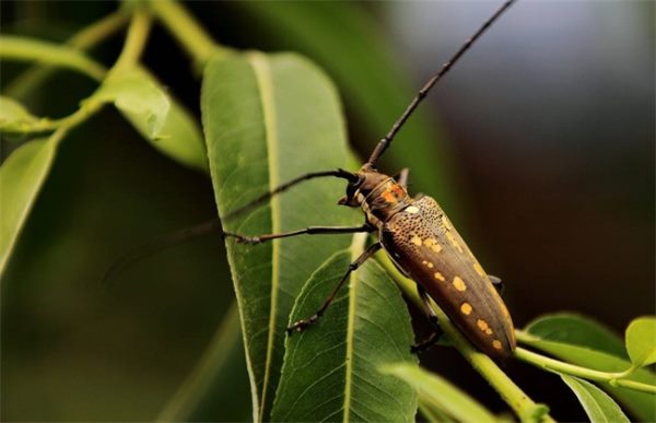 花椒常见病虫害防治