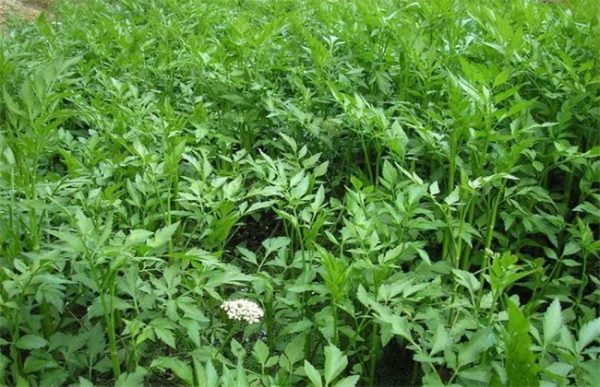 大棚夏季水芹种植技术