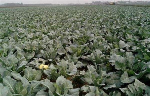 花椰菜高产栽培管理技术