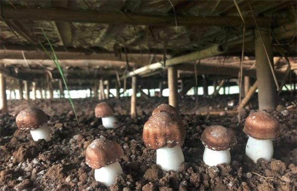 姬松茸该怎么种植