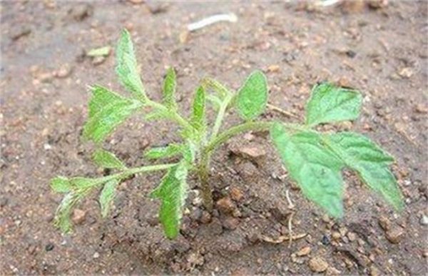 西红柿为什么不适宜多次分苗