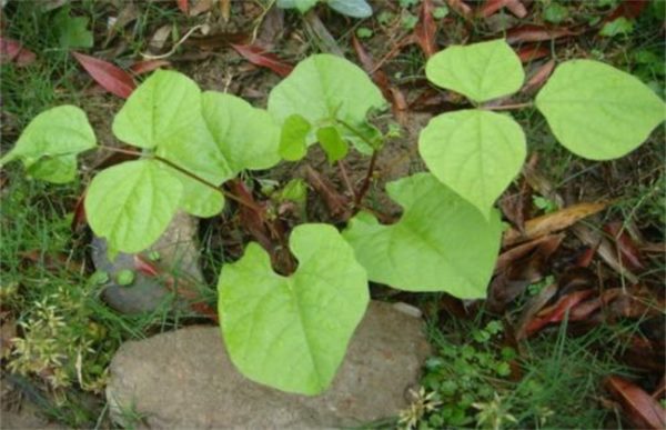 早春扁豆种植技术