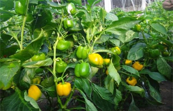 甜椒种植管理技术