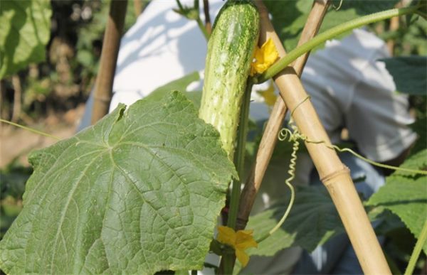 夏季黄瓜种植注意事项