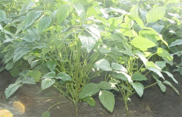 黑豆施肥技术