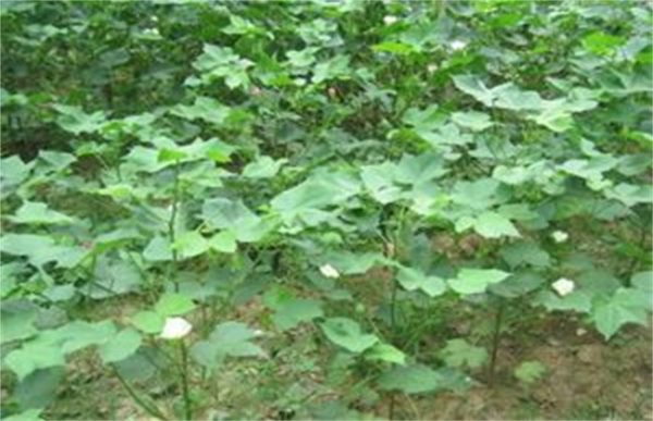 棉花种植注意事项