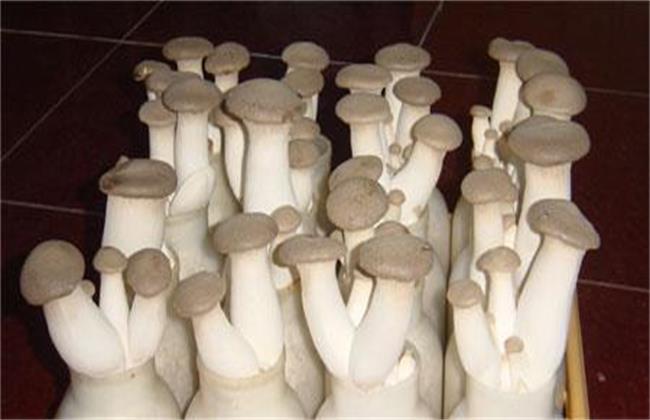 杏鲍菇出菇期管理要点