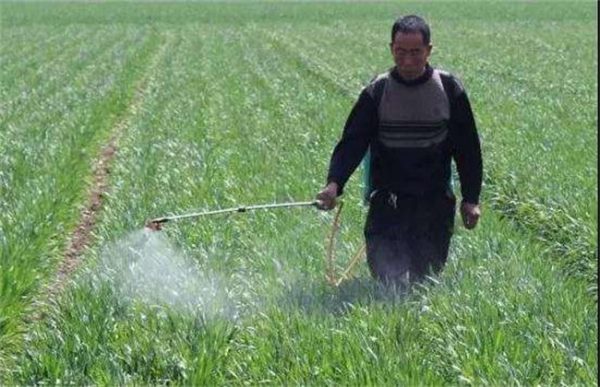 小麦冬前除草注意事项