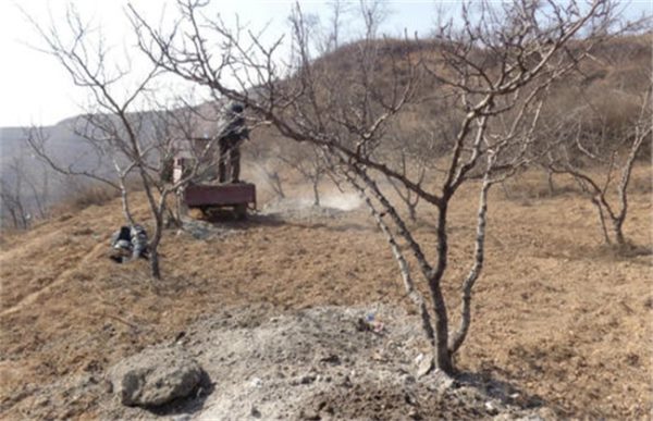 花椒树越冬管理要点