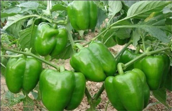 甜椒种植管理技术