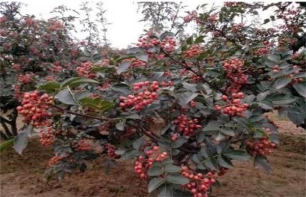 花椒树越冬管理要点