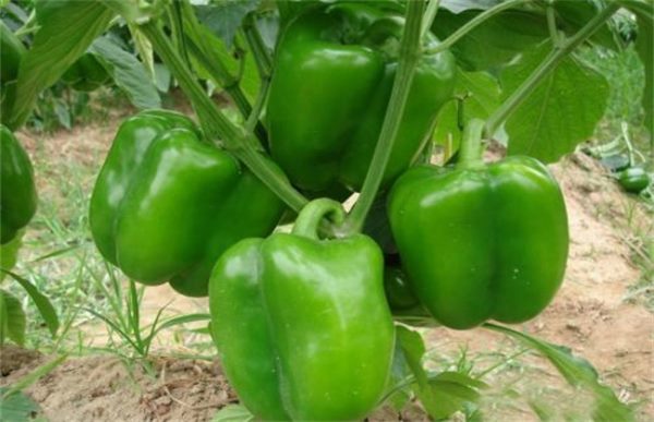 甜椒种植管理技术