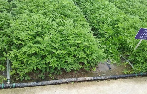 大棚夏季水芹种植技术