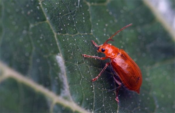 花椒常见病虫害防治