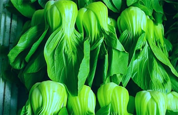 上海青的种植方法