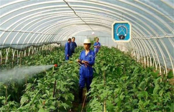 蔬菜使用植物激素的注意事项