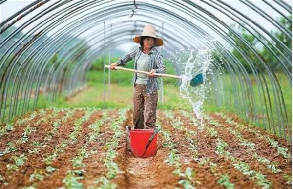 大棚蔬菜氨气中毒的预防措施