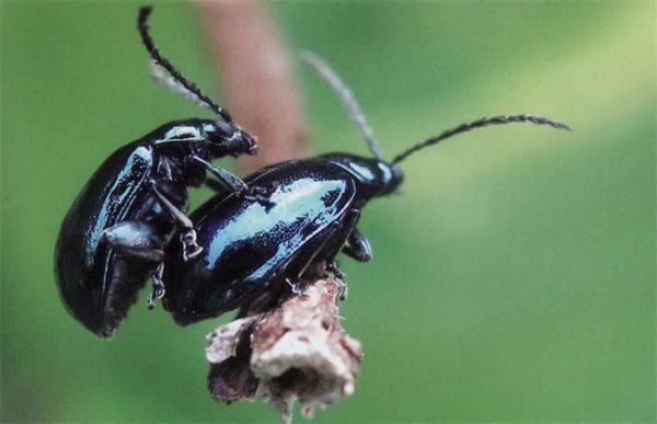 花椒常见病虫害防治