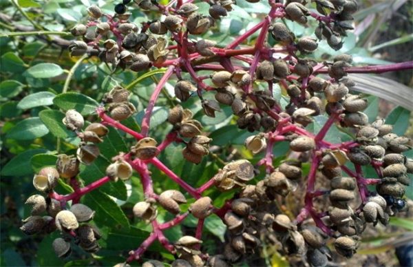 花椒树越冬管理要点